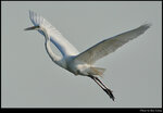 bird_20210411_03s
