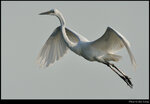bird_20210411_04s