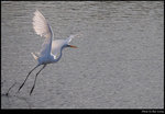 egret_4s