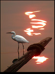 Egret & Sunset
