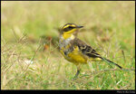 bird_20210328_04s