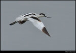 bird_20201213_05s