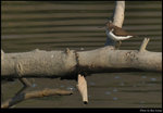 bird_20191228_14s