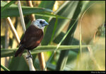 bird_20201108_07s