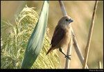bird_20201108_12s