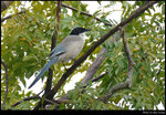 bird_20201108_20s