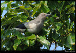 bird_20210411_11s