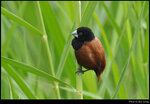 bird_20210425_01s