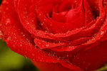 Red Rose-2