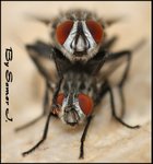 a Close Look -