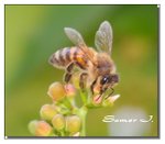 Bee 1