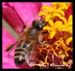 Bee Flower
