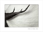 Frame_scan 275 es