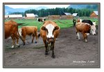 Frame_IMG_6588 eweb