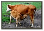 Frame_IMG_6598 eweb