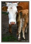 Frame_IMG_6600 eweb
