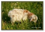 Frame_IMG_7058 eweb