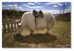 Frame_IMG_8077 e