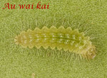 大斑尾一齡(2.5mm)[No Title]