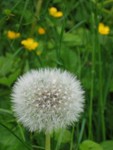 Dandelion
