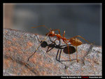 紅蟻…_2