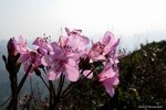 IMG_4352