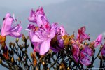 IMG_4380