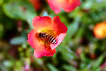 IMG_8520a