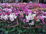 DSCF0010