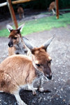 Kangaroo in the Wildlife Park