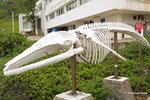殺人鯨「海威」骸骨標本
5DM32900a