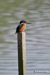 Common Kingfisher 普通翠鳥
5DM30539a