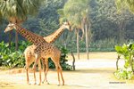 Giraffe 長頸鹿
IMG_6806a