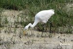 IMG_0143a