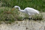 IMG_0145a