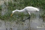 IMG_0165a