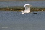 IMG_2630a