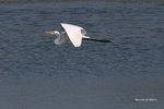 IMG_2631a