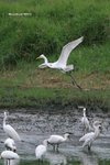 IMG_2741a