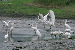 IMG_2743a
