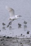 IMG_2943a