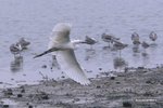 IMG_2944a