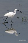 IMG_3091a
