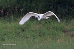 IMG_3103a