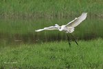 IMG_3106a