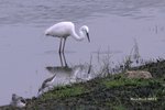 IMG_3114a