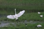 IMG_3124a