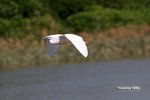 IMG_3410a