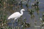 IMG_3433a