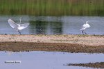IMG_3532a